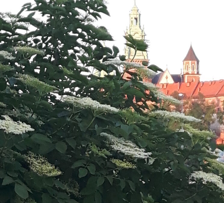Czarny bez…. a&nbsp;może jednak biały
